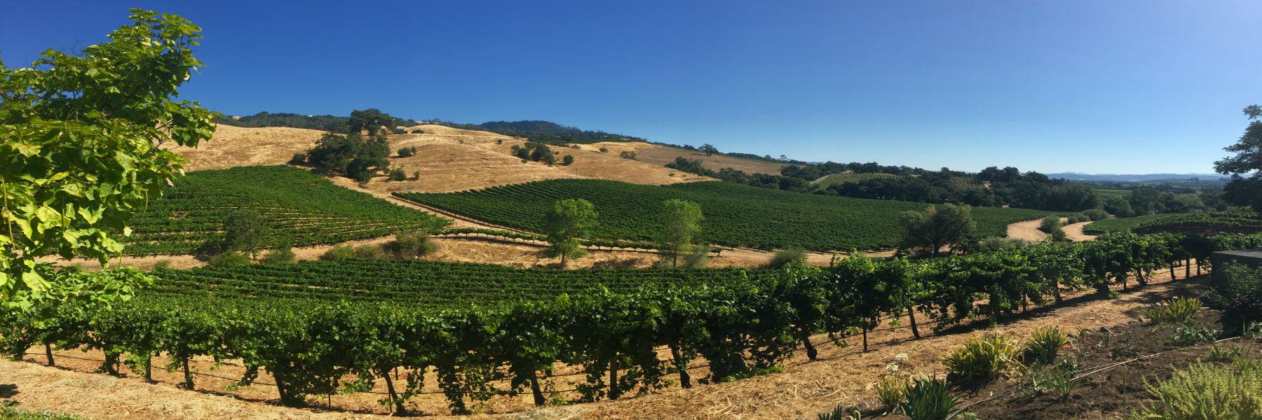 Vineyard on hill slope